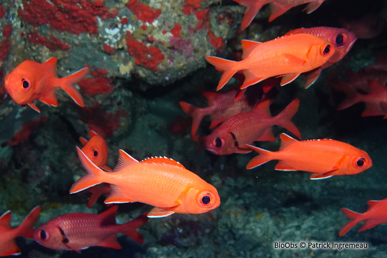 Poisson-soldat bordé de blanc - Myripristis vittata - Patrick Ingremeau - BioObs