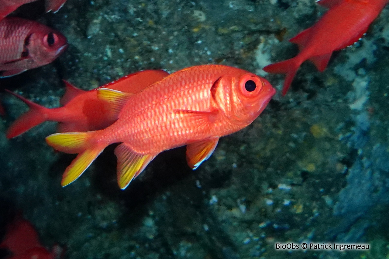 Poisson soldat à écailles jaunes - Myripristis chryseres - Patrick Ingremeau - BioObs