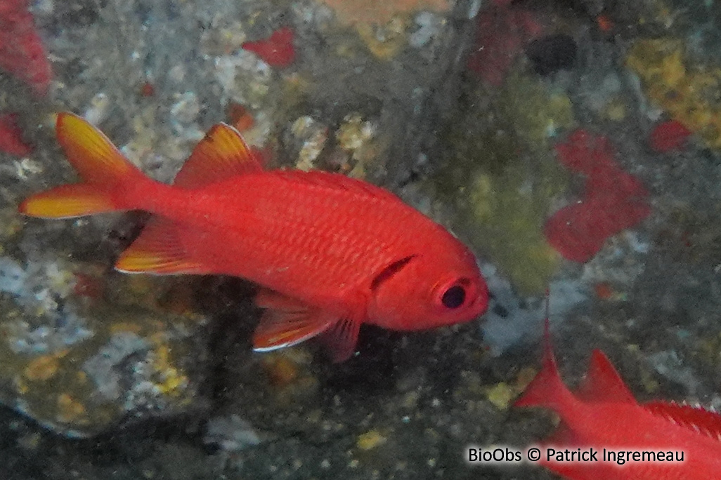 Poisson soldat à écailles jaunes - Myripristis chryseres - Patrick Ingremeau - BioObs