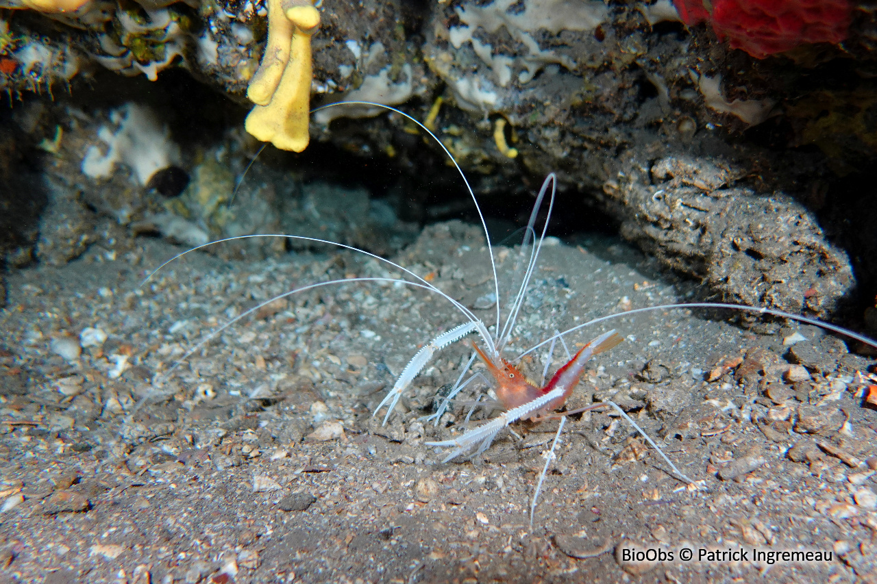 Crevette nettoyeuse rouge à pattes blanches - Stenopus pyrsonotus - Patrick Ingremeau - BioObs