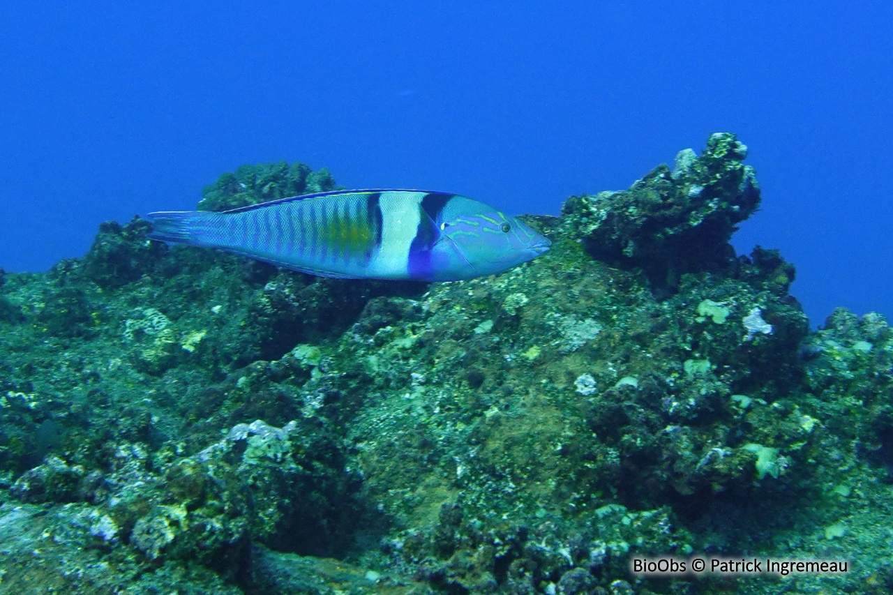 Labre sucre d'orge - Hologymnosus doliatus - Patrick Ingremeau - BioObs