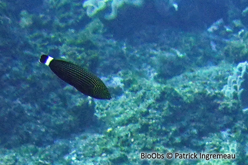 Labre à tirets blancs - Anampses lineatus - Patrick Ingremeau - BioObs