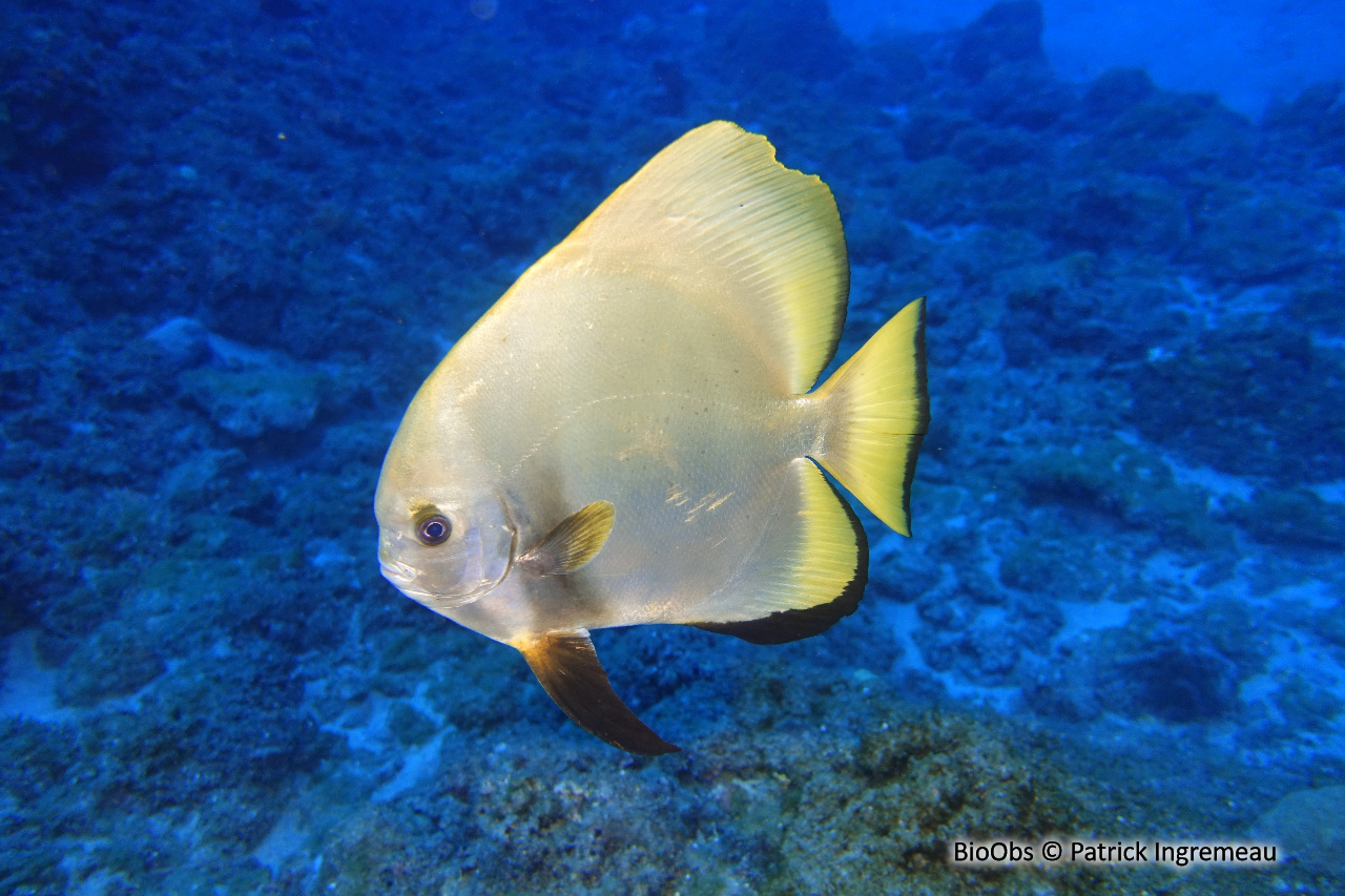 Platax de Boers - Platax boersii - Patrick Ingremeau - BioObs