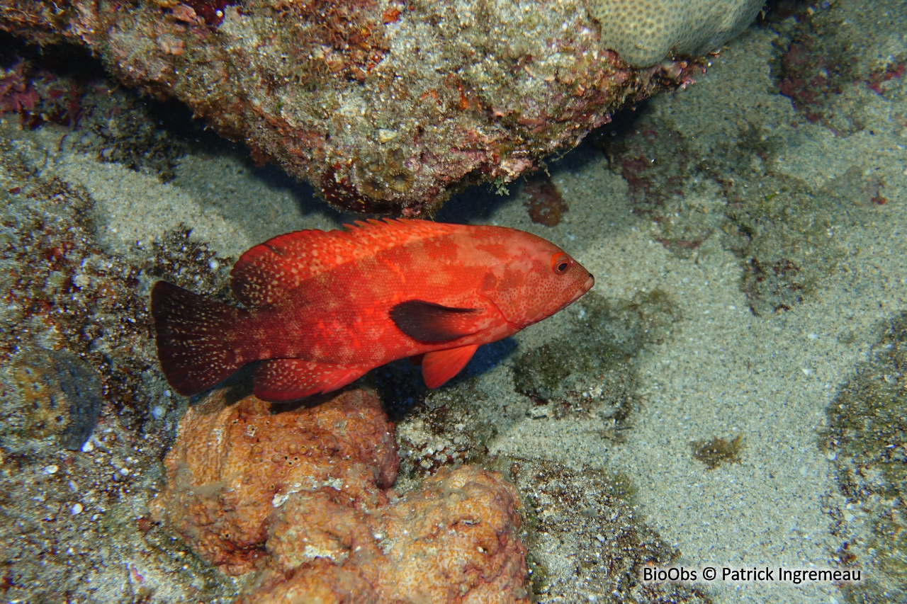 Vieille ailes noires - Cephalopholis nigripinnis - Patrick Ingremeau - BioObs