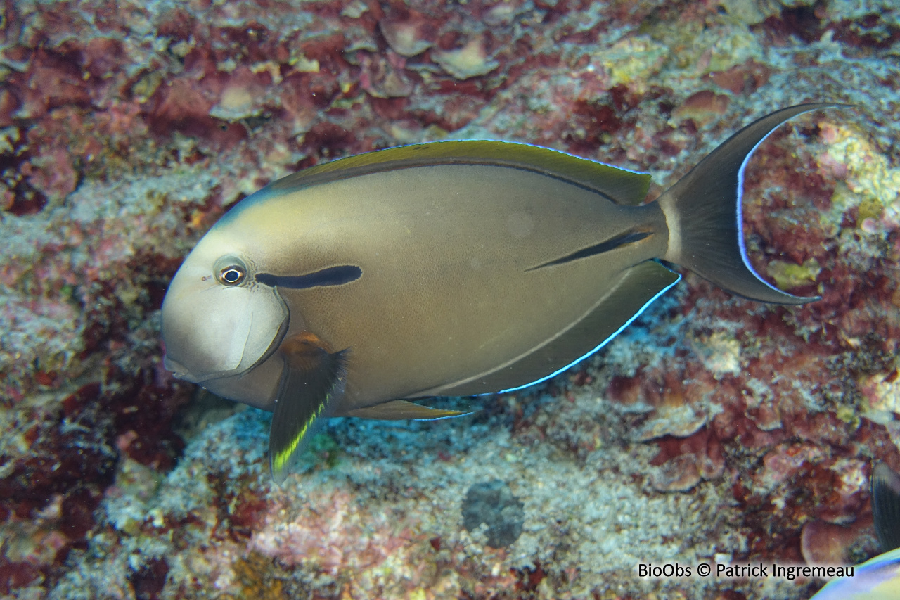 Chirurgien à virgule noire - Acanthurus nigricauda - Patrick Ingremeau - BioObs