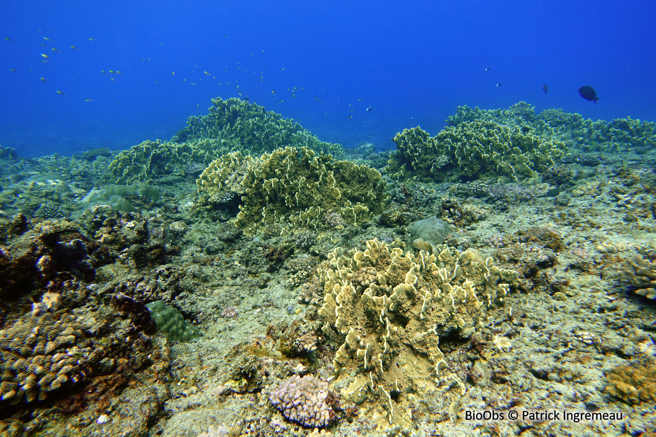 Corail de feu à feuilles plates - Millepora platyphylla - Patrick Ingremeau - BioObs