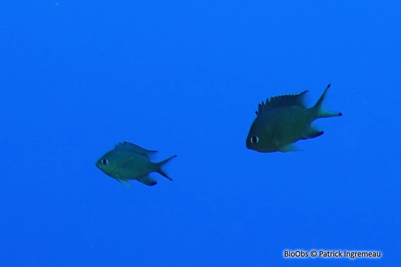 Chromis écailleux - Chromis lepidolepis - Patrick Ingremeau - BioObs