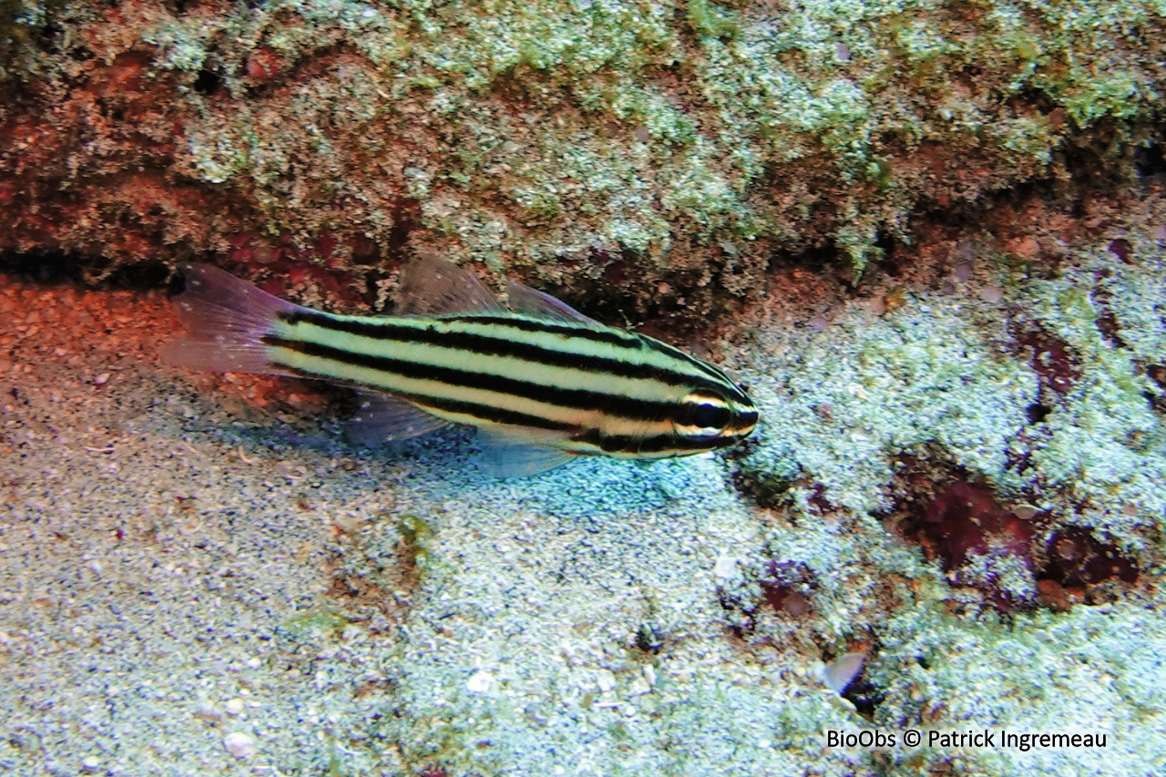 Apogon rayé - Ostorhinchus angustatus - Patrick Ingremeau - BioObs