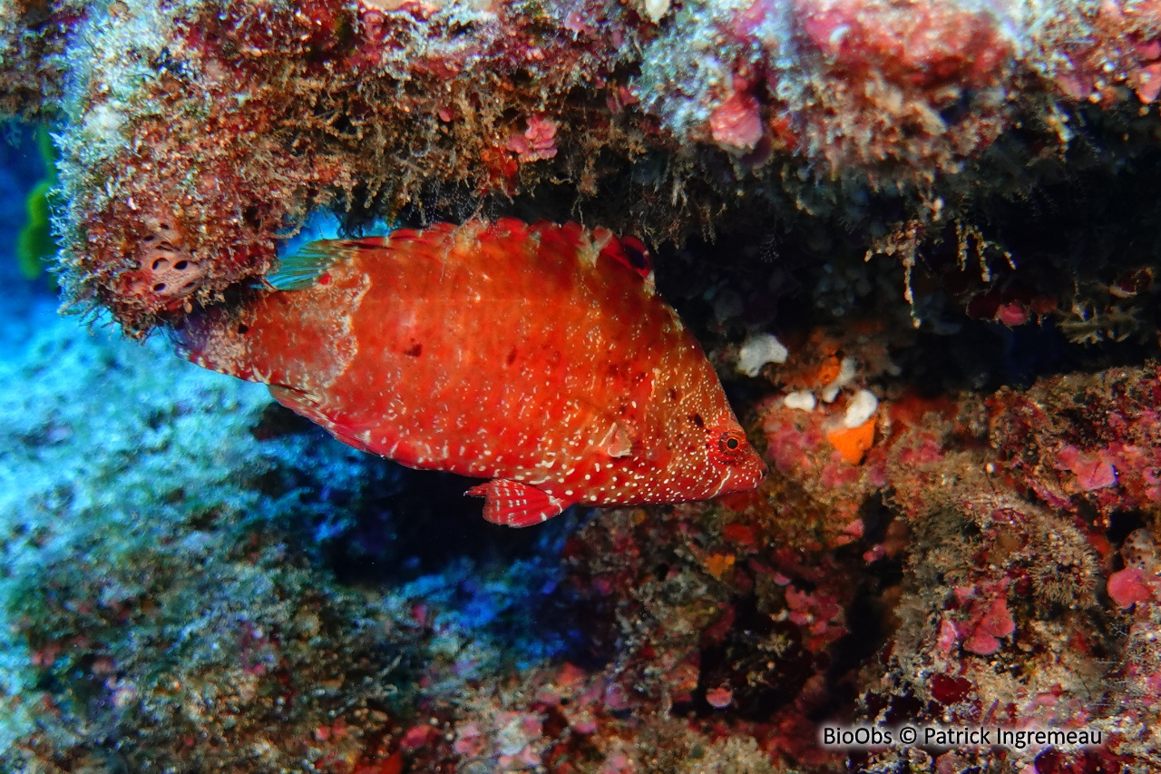 Labre prétentieux - Cheilinus oxycephalus - Patrick Ingremeau - BioObs