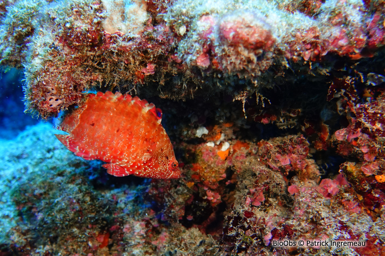 Labre prétentieux - Cheilinus oxycephalus - Patrick Ingremeau - BioObs