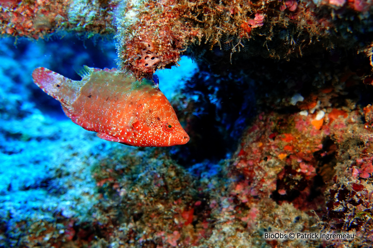 Labre prétentieux - Cheilinus oxycephalus - Patrick Ingremeau - BioObs