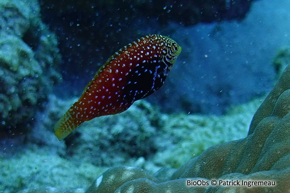 Girelle diamant - Macropharyngodon bipartitus - Patrick Ingremeau - BioObs