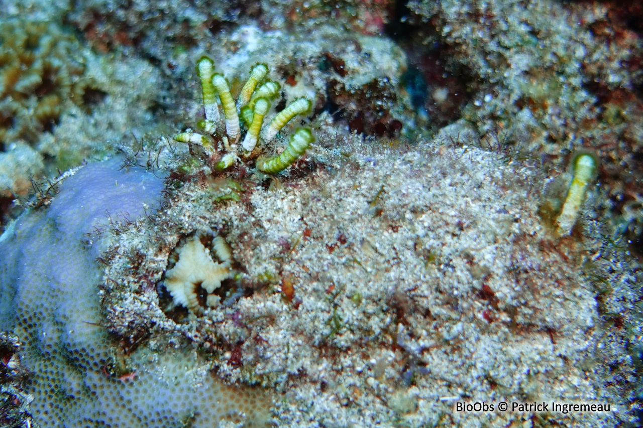 Neomeris (genre) - Neomeris - Patrick Ingremeau - BioObs