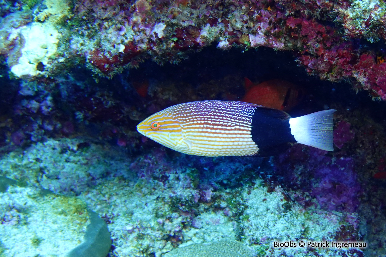 Labre brassard - Bodianus macrourus - Patrick Ingremeau - BioObs