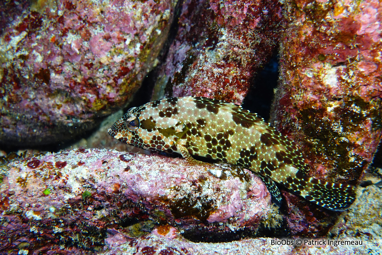 Mérou mélifère - Epinephelus hexagonatus - Patrick Ingremeau - BioObs