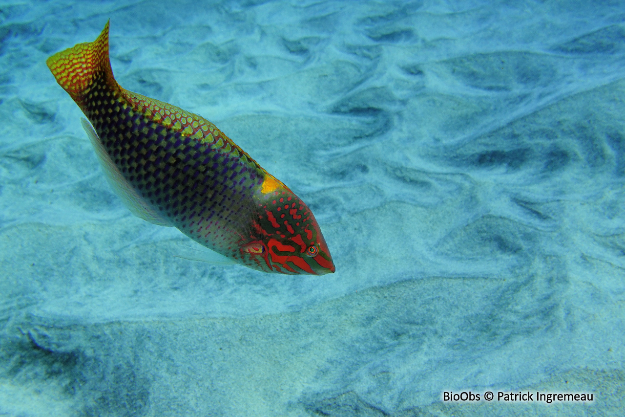 Labre-échiquier - Halichoeres hortulanus - Patrick Ingremeau - BioObs