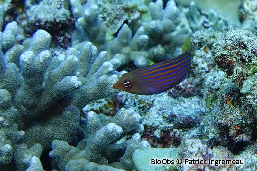 Labre à six bandes - Pseudocheilinus hexataenia - Patrick Ingremeau - BioObs