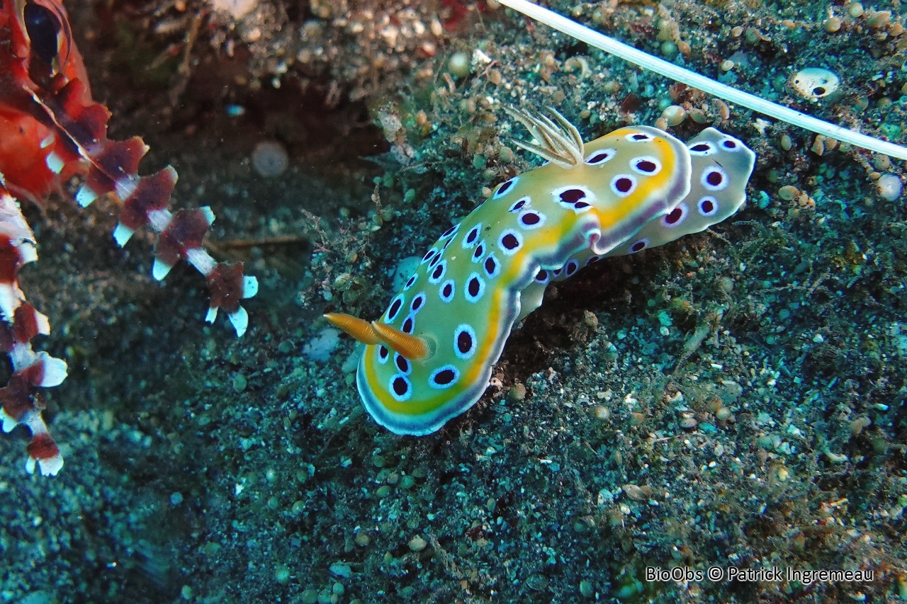 Chromodoris jumeau - Goniobranchus geminus - Patrick Ingremeau - BioObs