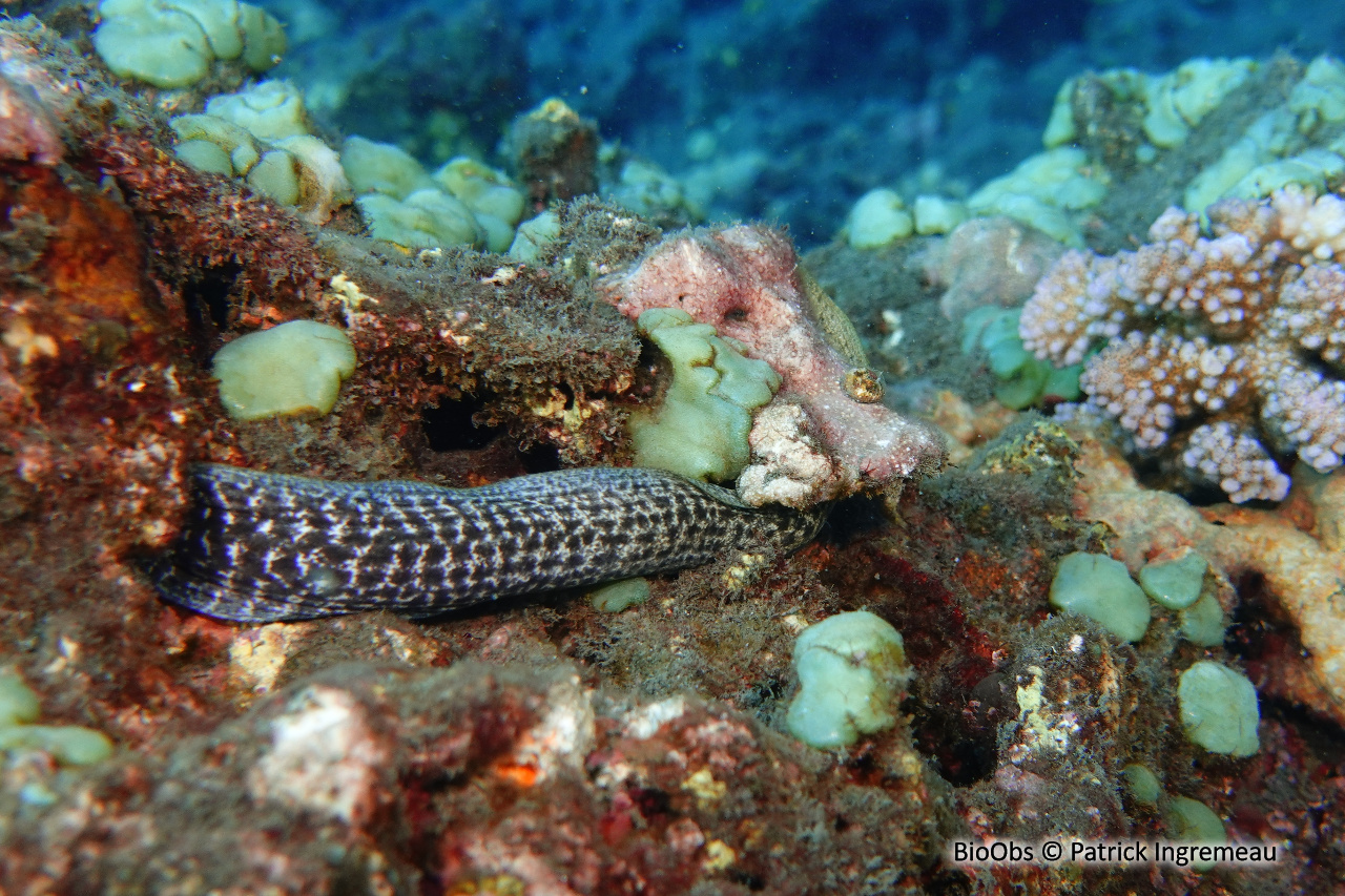 Murène errante - Gymnothorax buroensis - Patrick Ingremeau - BioObs