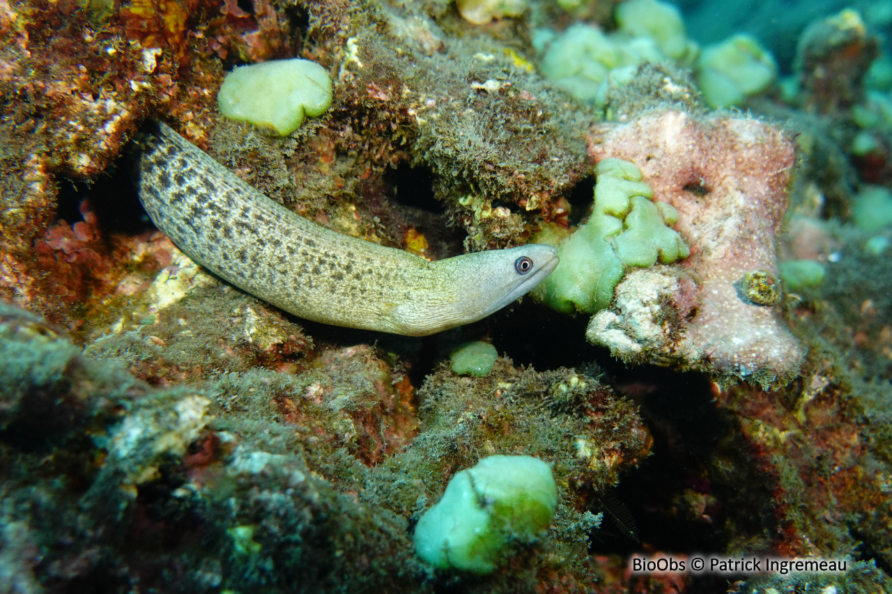 Murène errante - Gymnothorax buroensis - Patrick Ingremeau - BioObs