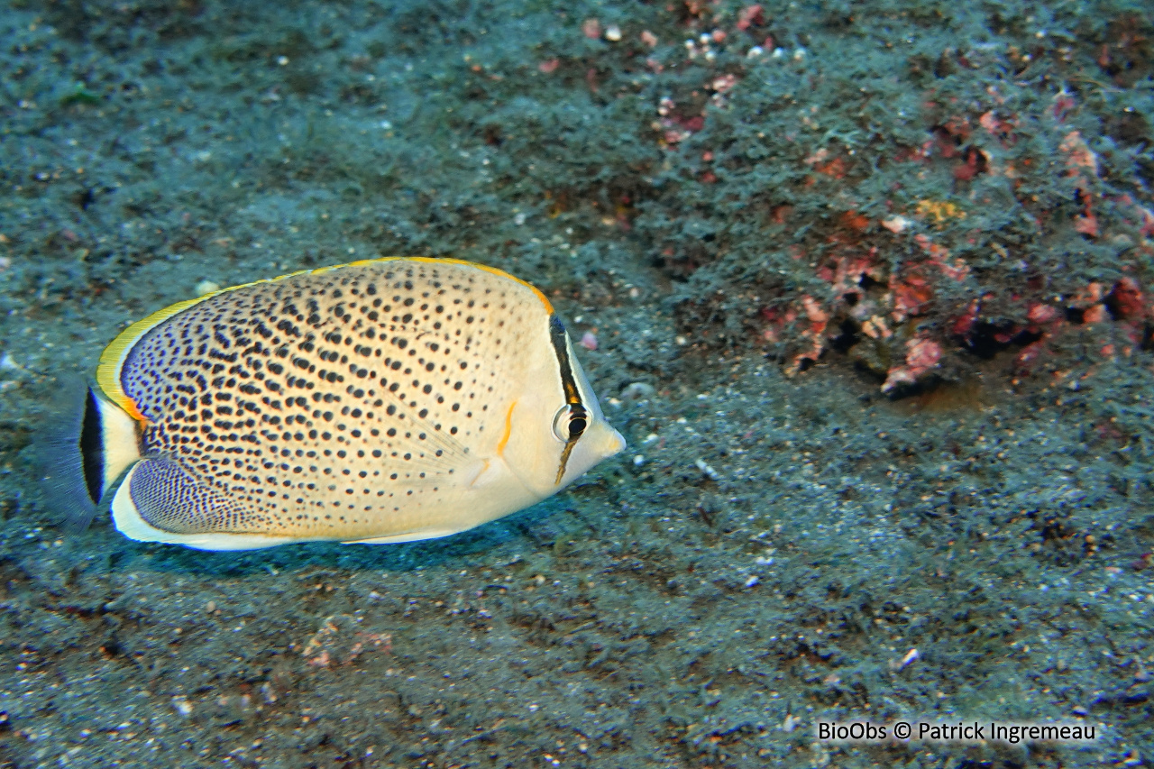 Poisson-papillon moucheté - Chaetodon guttatissimus - Patrick Ingremeau - BioObs