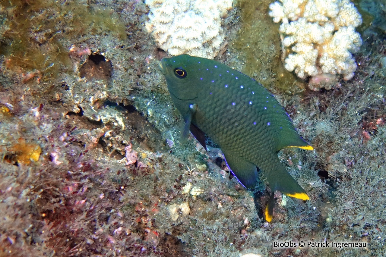 Grégoire Mauricien - Stegastes pelicieri - Patrick Ingremeau - BioObs