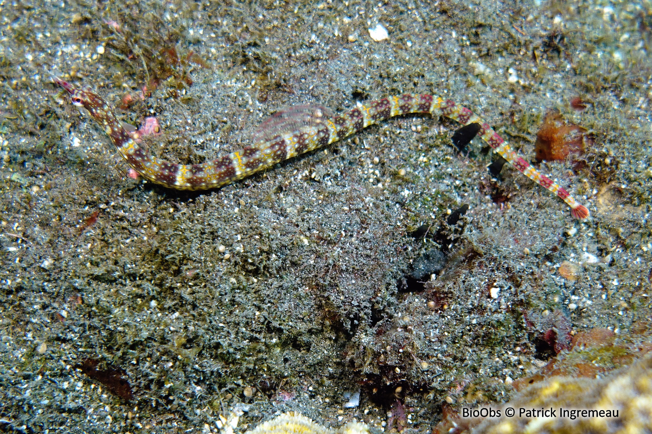 Syngnathe à réseaux - Corythoichthys flavofasciatus /conspicillatus - Patrick Ingremeau - BioObs