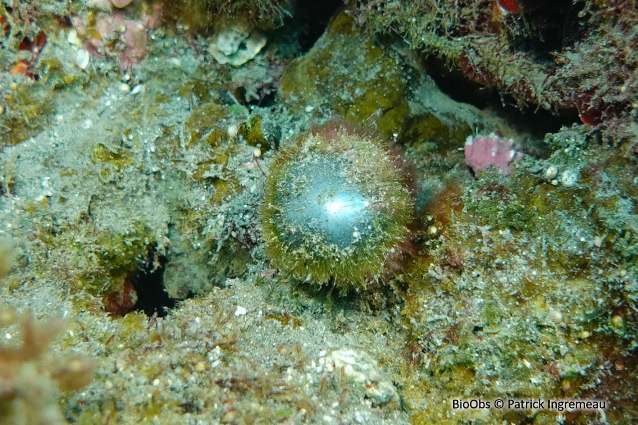 Valonie perle - Valonia ventricosa - Patrick Ingremeau - BioObs