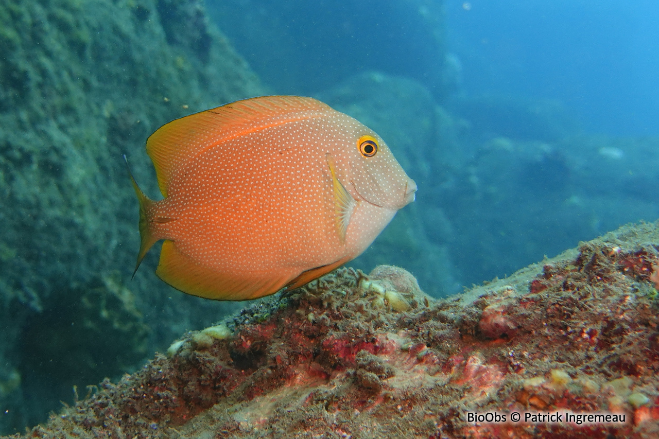 Chirurgien anneau d'or - Ctenochaetus truncatus - Patrick Ingremeau - BioObs