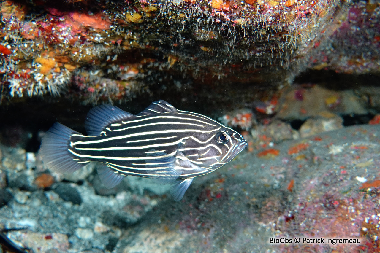 Savon à raies d'or - Grammistes sexlineatus - Patrick Ingremeau - BioObs