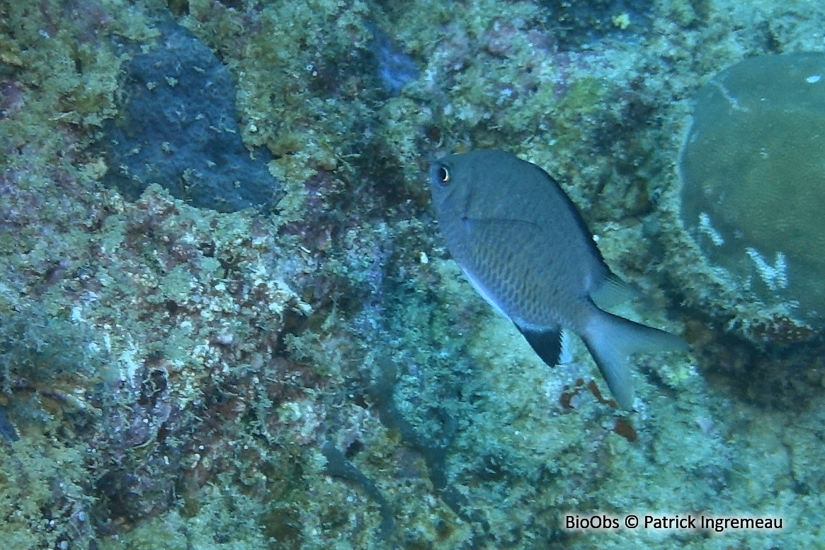 Castagnole de Pembae - Chromis pembae - Patrick Ingremeau - BioObs