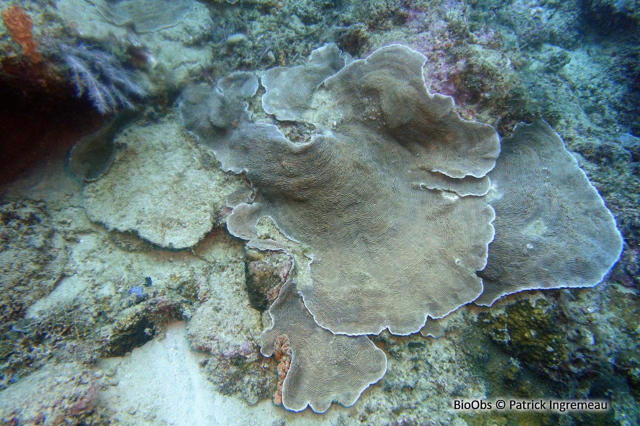 Pachyseris (genre) - Pachyseris sp - Patrick Ingremeau - BioObs