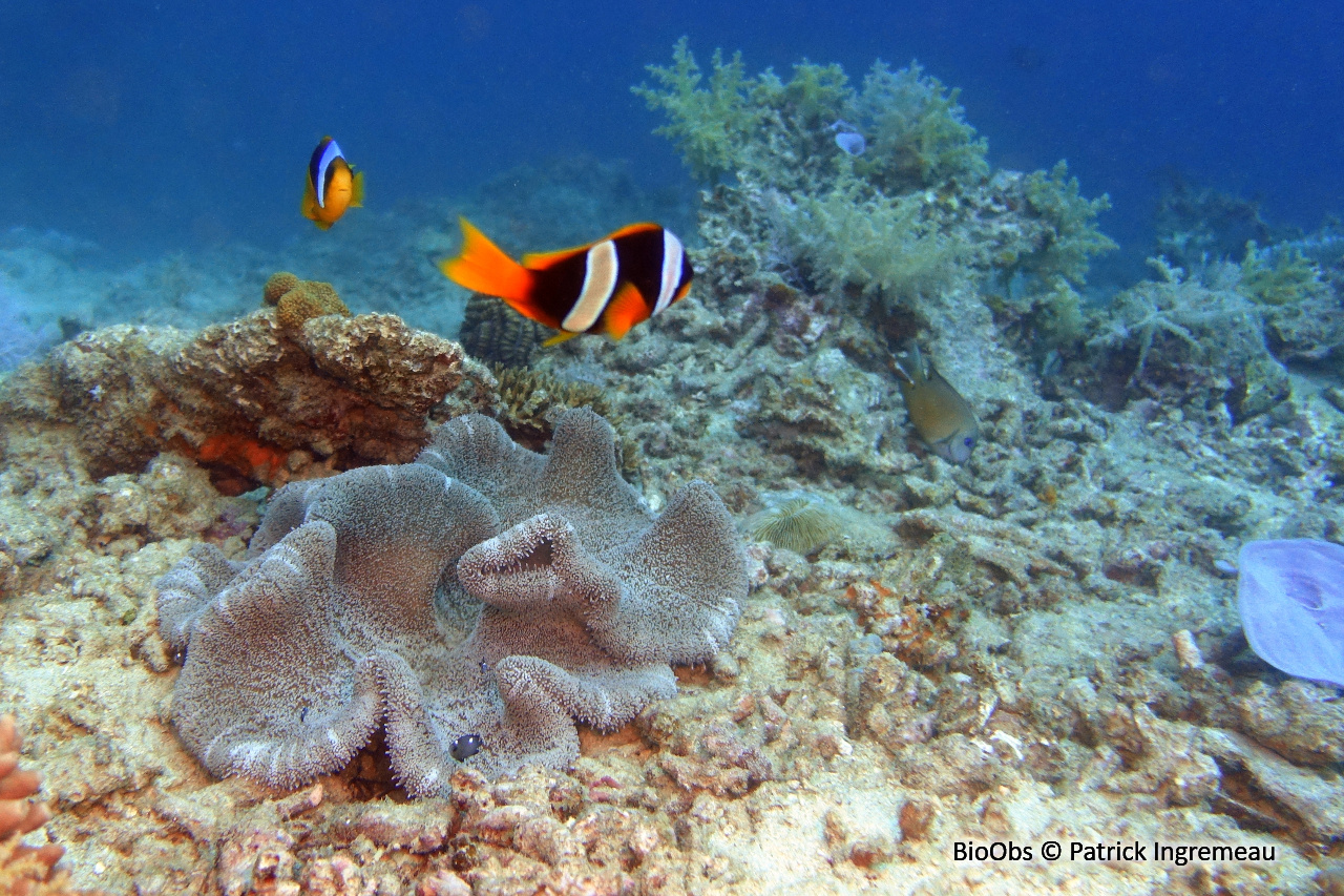 Anémone de Haddon - Stichodactyla haddoni - Patrick Ingremeau - BioObs