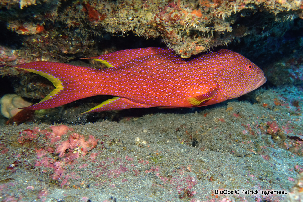 Mérou croissant de lune - Variola louti - Patrick Ingremeau - BioObs