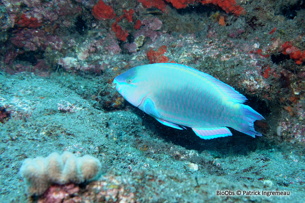 Perroquet commun - Scarus psittacus - Patrick Ingremeau - BioObs