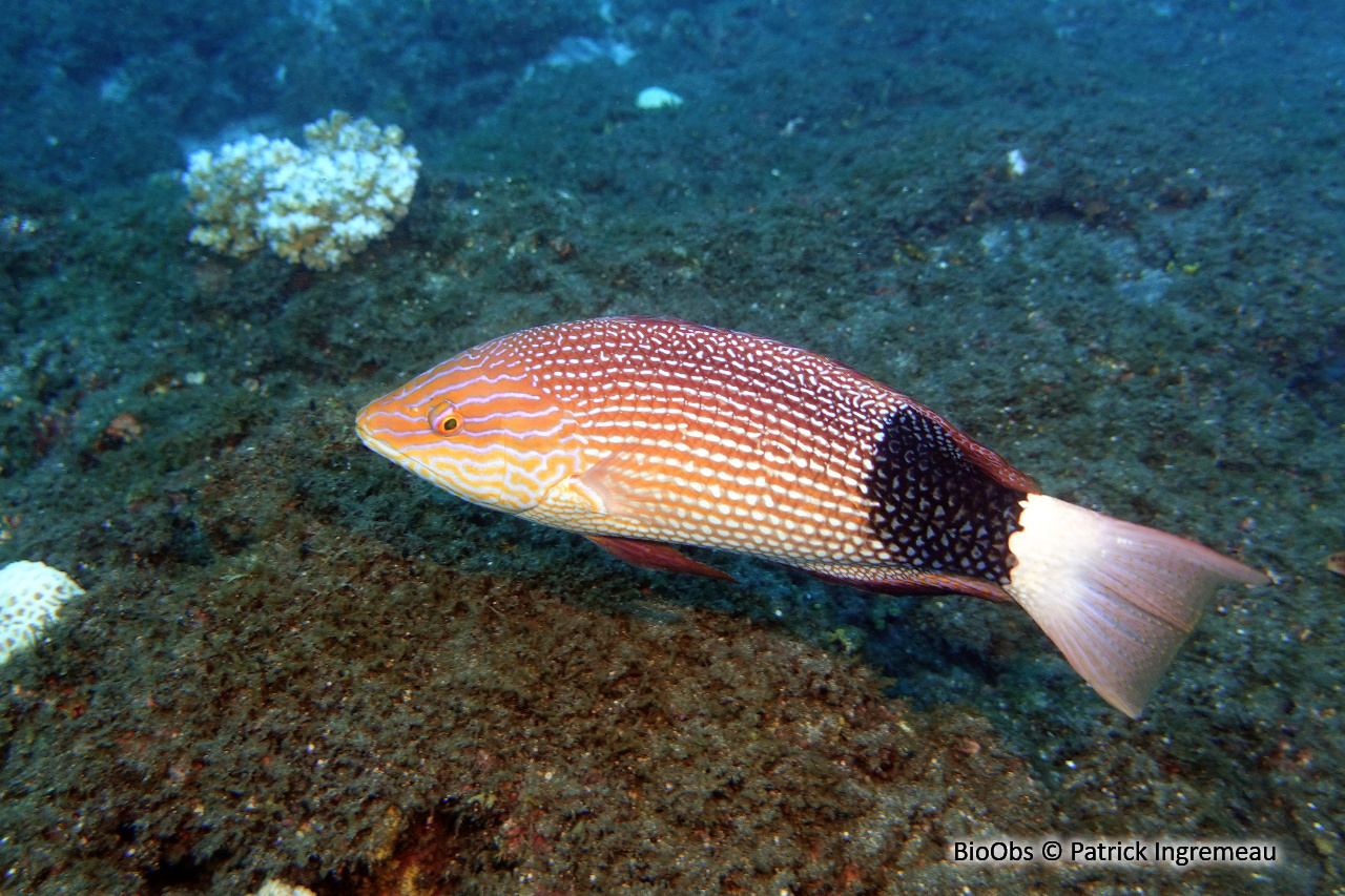 Labre brassard - Bodianus macrourus - Patrick Ingremeau - BioObs
