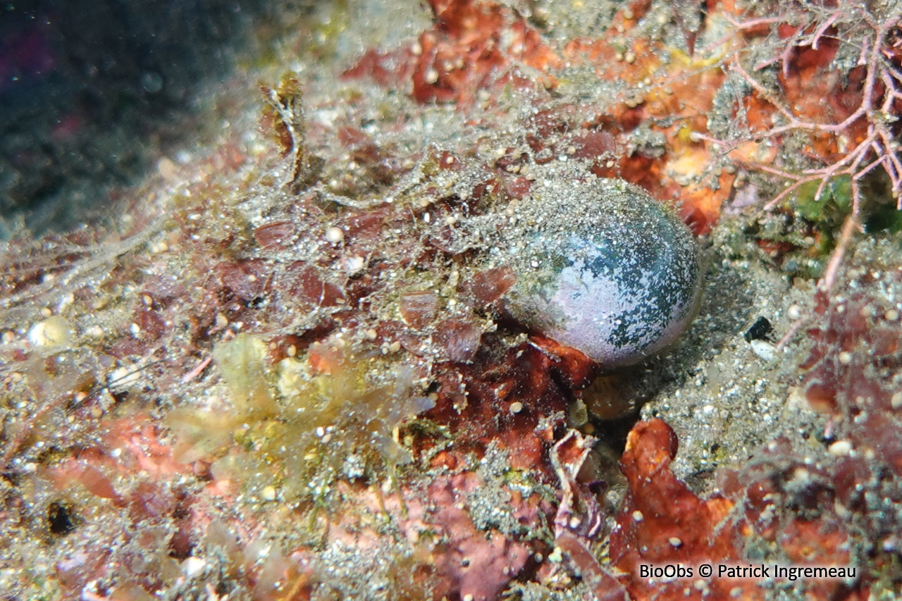 Valonie perle - Valonia ventricosa - Patrick Ingremeau - BioObs