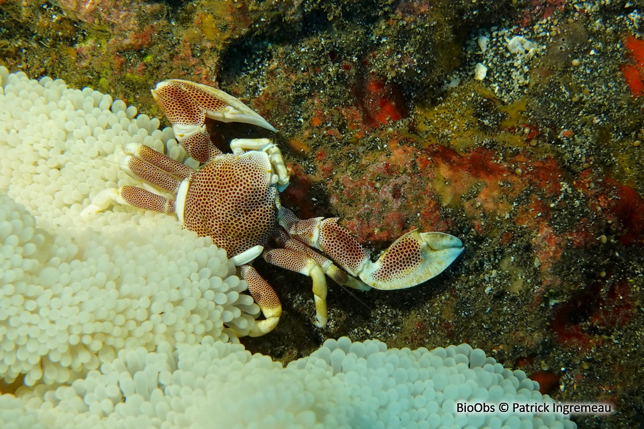 Crabe-porcelaine - Neopetrolisthes maculatus - Patrick Ingremeau - BioObs