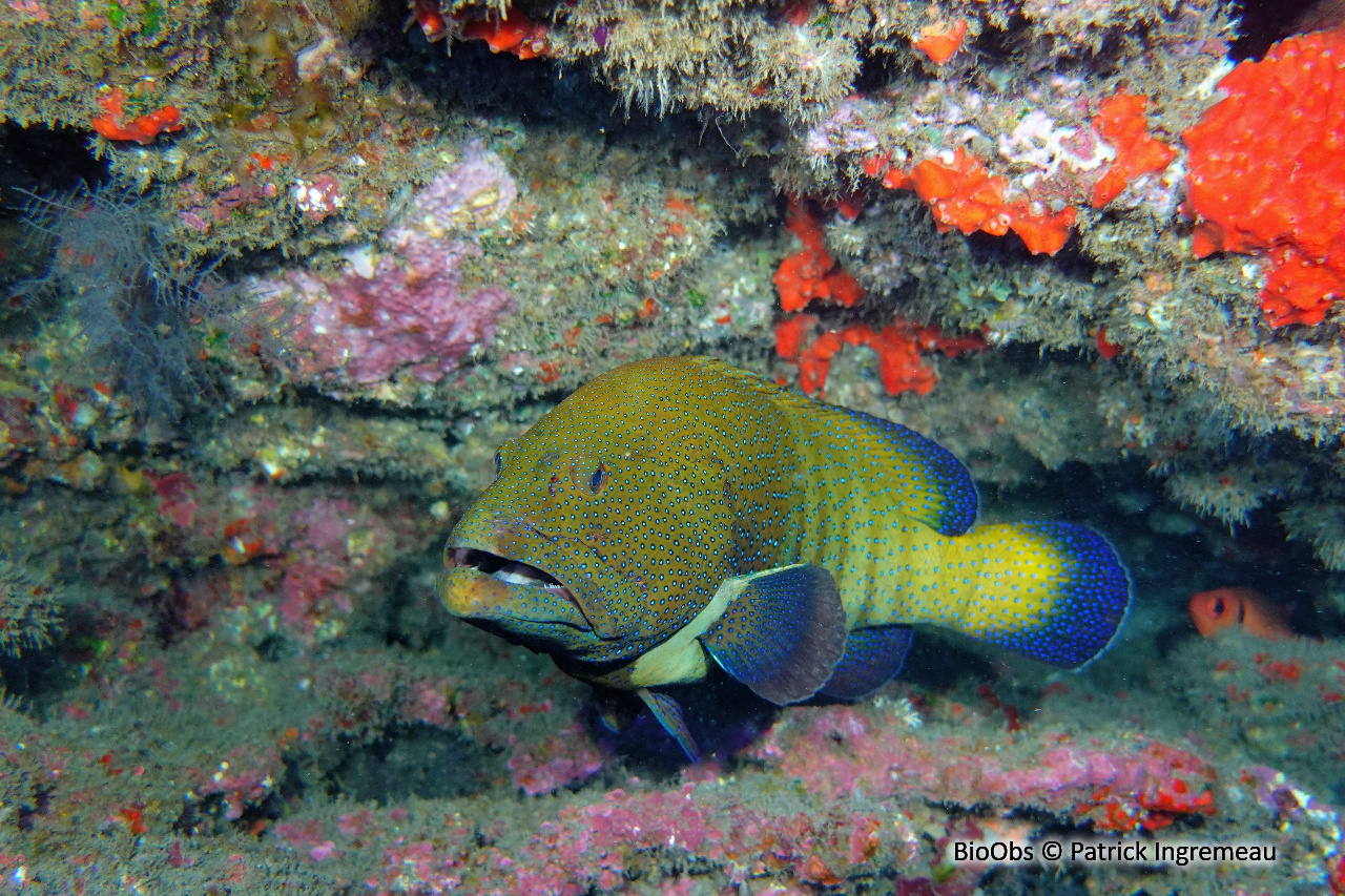 Mérou céleste - Cephalopholis argus - Patrick Ingremeau - BioObs