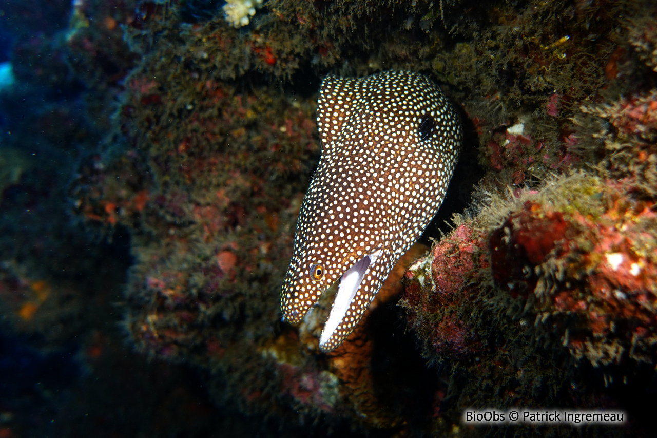 Murène ponctuée - Gymnothorax meleagris - Patrick Ingremeau - BioObs