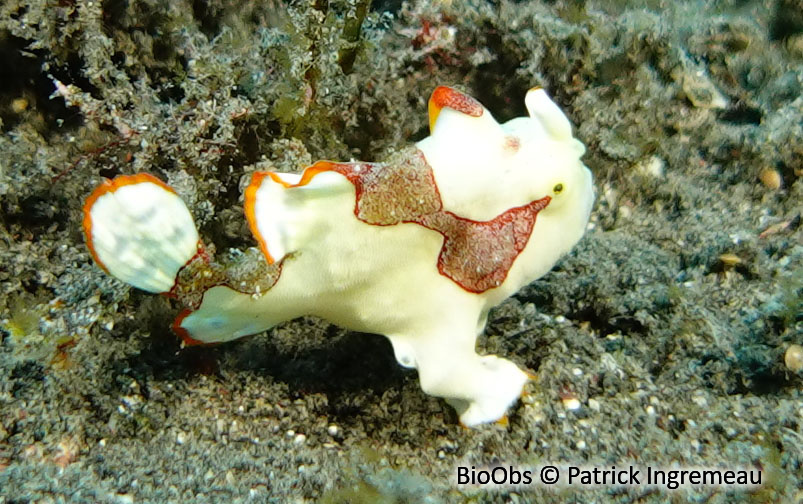 Antennaire verruqueux - Antennarius maculatus - Patrick Ingremeau - BioObs