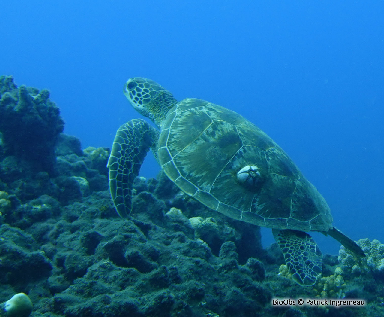 Balane ronde des tortues marines - Chelonibia testudinaria - Patrick Ingremeau - BioObs