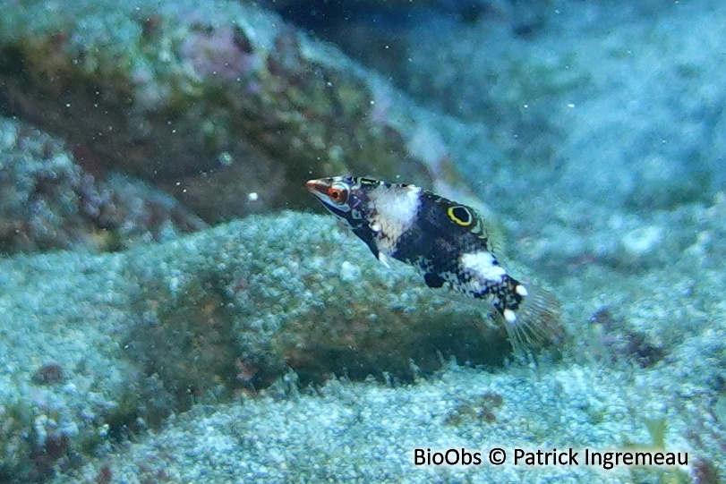 Labre-échiquier - Halichoeres hortulanus - Patrick Ingremeau - BioObs