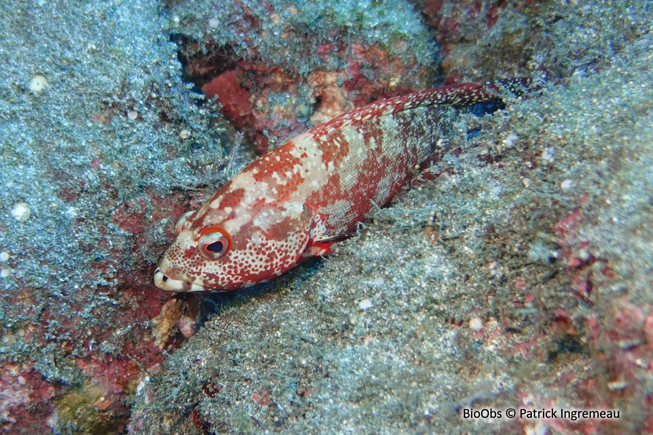 Vieille ailes noires - Cephalopholis nigripinnis - Patrick Ingremeau - BioObs