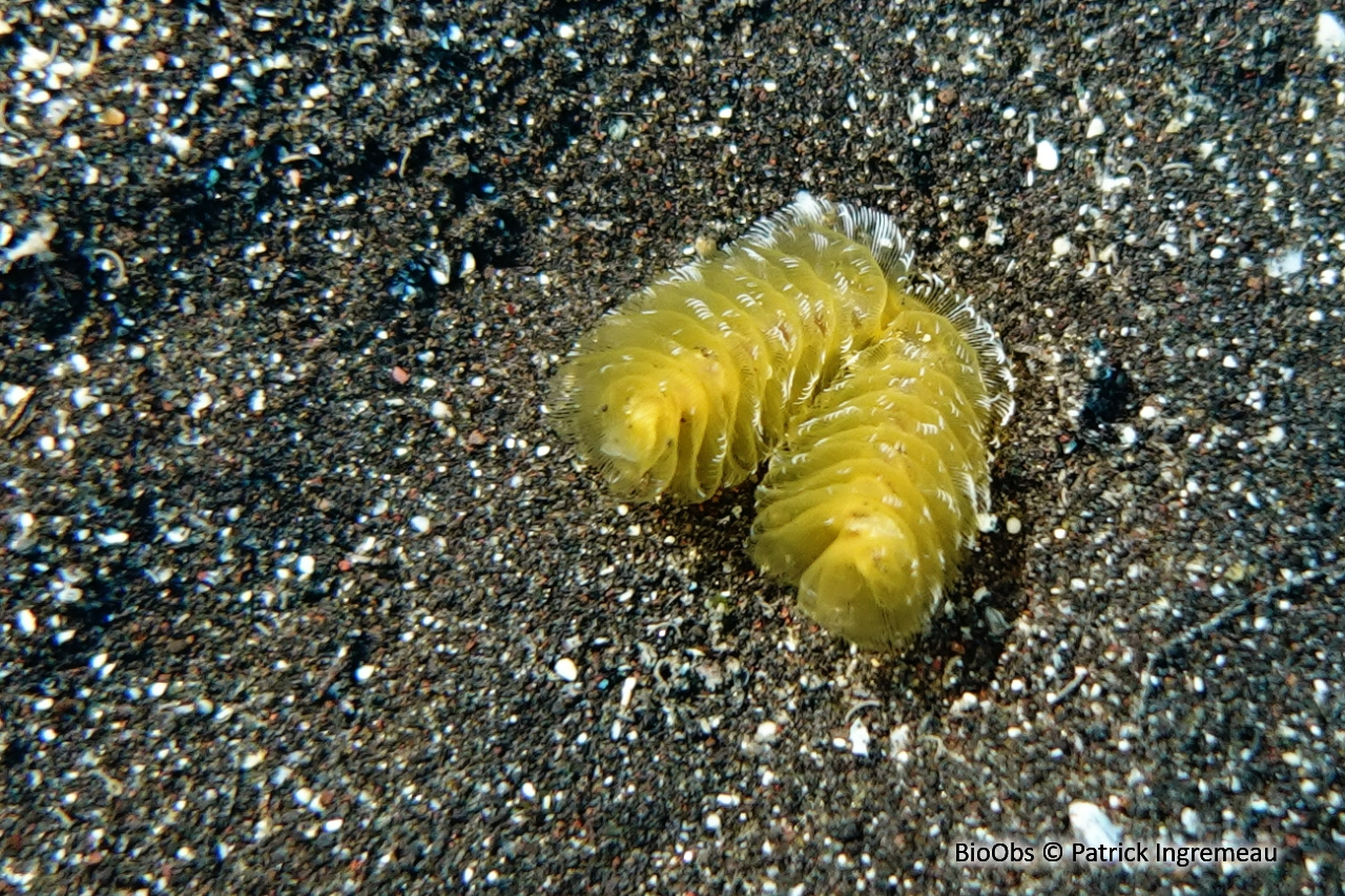 Phoronidien doré - Phoronopsis californica - Patrick Ingremeau - BioObs