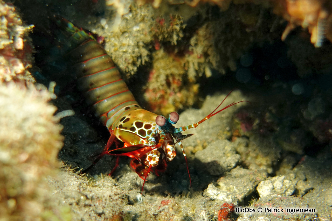 Mante de mer paon - Odontodactylus scyllarus - Patrick Ingremeau - BioObs