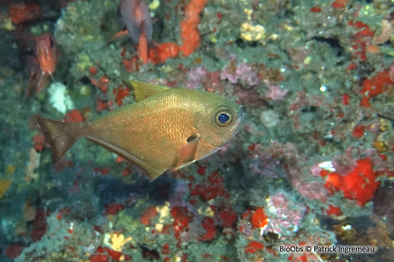 Poisson-hachette - Pempheris vanicolensis - Patrick Ingremeau - BioObs