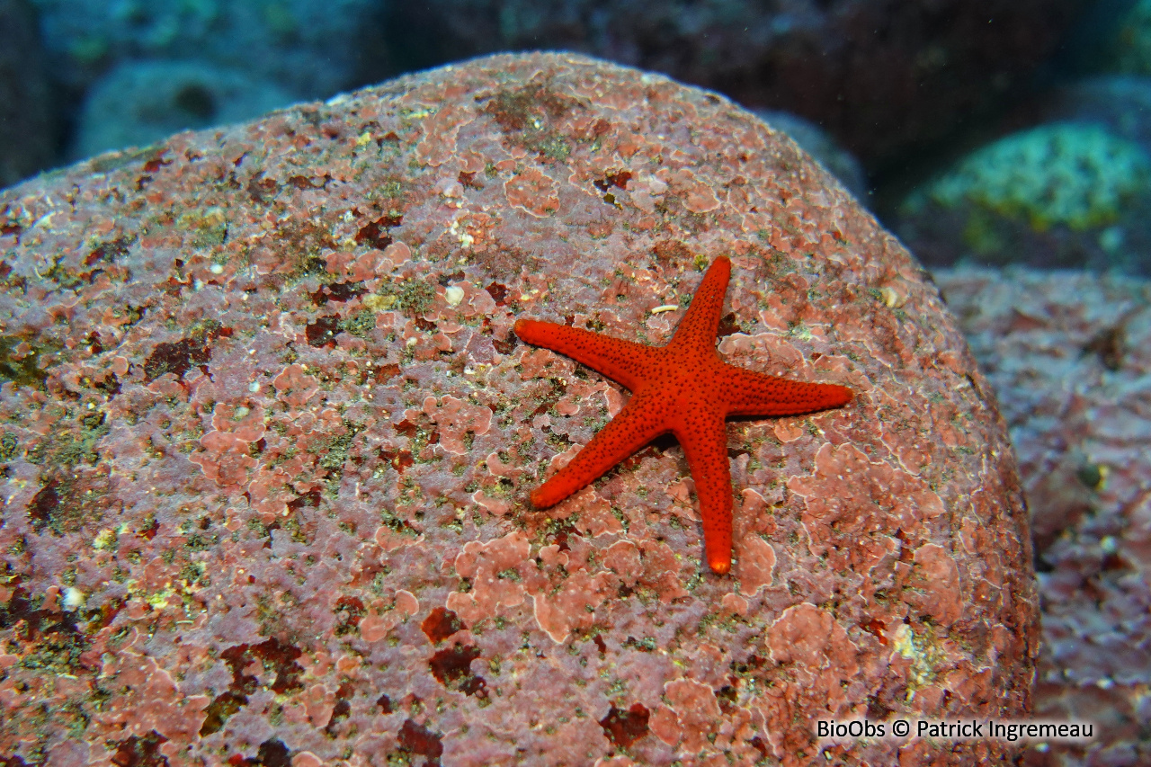 Etoile rouge poreuse - Fromia milleporella - Patrick Ingremeau - BioObs