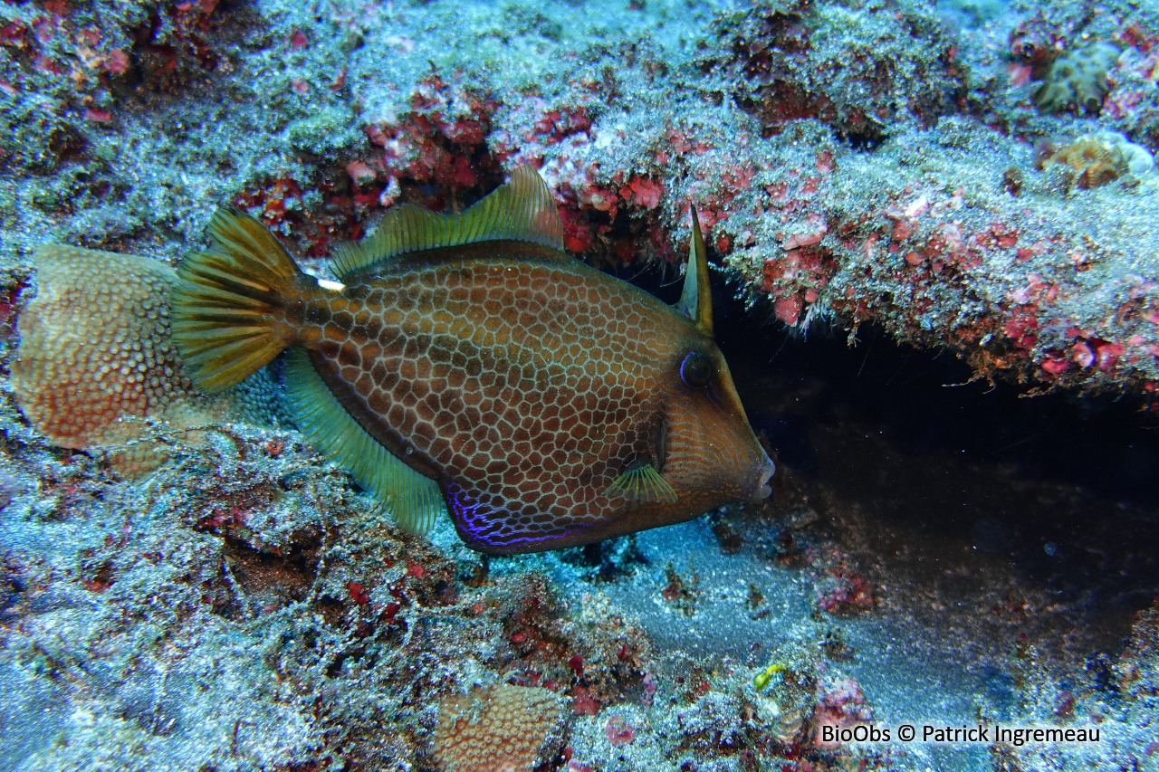 Poisson-lime panthère - Cantherhines pardalis - Patrick Ingremeau - BioObs