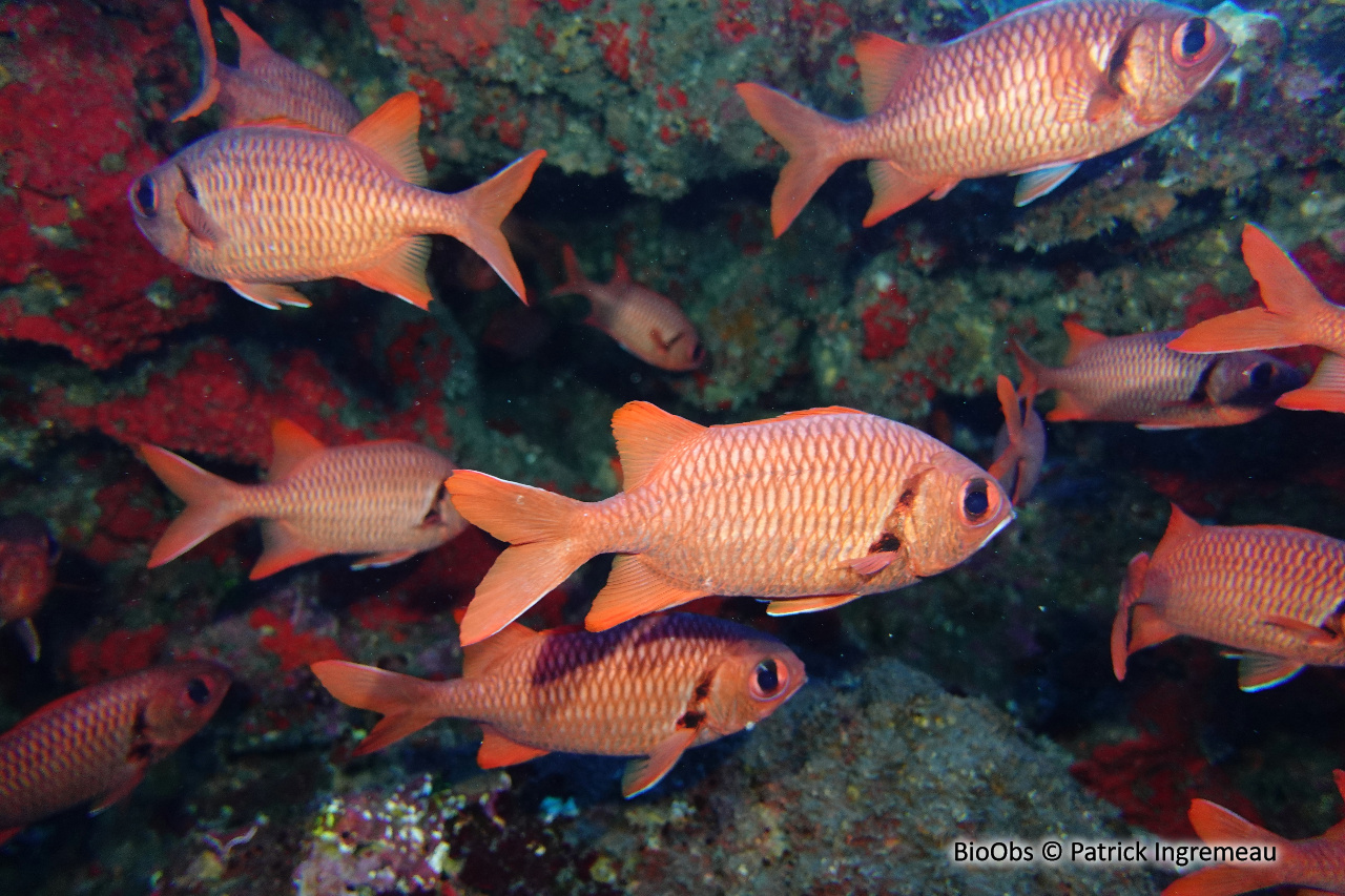 Poisson-soldat à oeillères - Myripristis murdjan - Patrick Ingremeau - BioObs